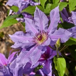 Clematis Tumaini ('Evigsy151') (PBR) -Garden Supplies Sales 2024 pl2000046633 card3 lg