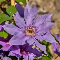 Clematis Tumaini ('Evigsy151') (PBR) -Garden Supplies Sales 2024 pl2000046633 card4 lg
