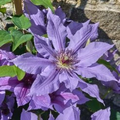 Clematis Tumaini ('Evigsy151') (PBR) -Garden Supplies Sales 2024 pl2000046633 card5 lg