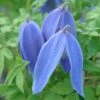 Clematis 'Bredon Blue' -Garden Supplies Sales 2024 pl2000046634