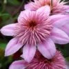 Clematis Empress ('Evipo011') (PBR) 2 Clematis Empress ('Evipo011') (PBR) -Garden Supplies Sales 2024 pl2000046635