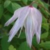 Clematis 'Albina Plena'