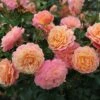 Rose Of The Year 2023Rosa Peach Melba 2 Rose Of The Year 2023Rosa Peach Melba -Garden Supplies Sales 2024 pl2000046733