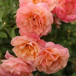 Rose Of The Year 2023Rosa Peach Melba -Garden Supplies Sales 2024 pl2000046733 card3 lg