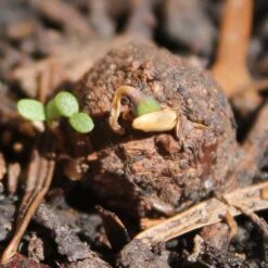 Seedballs Make Your Own Native Flowers Seedbombs Kit -Garden Supplies Sales 2024 pl2000046784 card6 lg