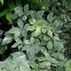 Eleutherococcus Sieboldianus 'Aureovariegatus' 1 Eleutherococcus Sieboldianus 'Aureovariegatus' -Garden Supplies Sales 2024 pl2000046877