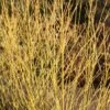 Cornus Sericea 'Budd's Yellow' -Garden Supplies Sales 2024 pl2000046879