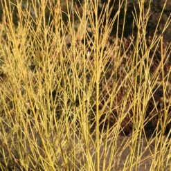 Cornus Sericea 'Budd's Yellow'