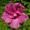Hibiscus Syriacus Flower Tower Ruby ('Gandini Van Aart Ruby') (PBR) -Garden Supplies Sales 2024 pl2000046881