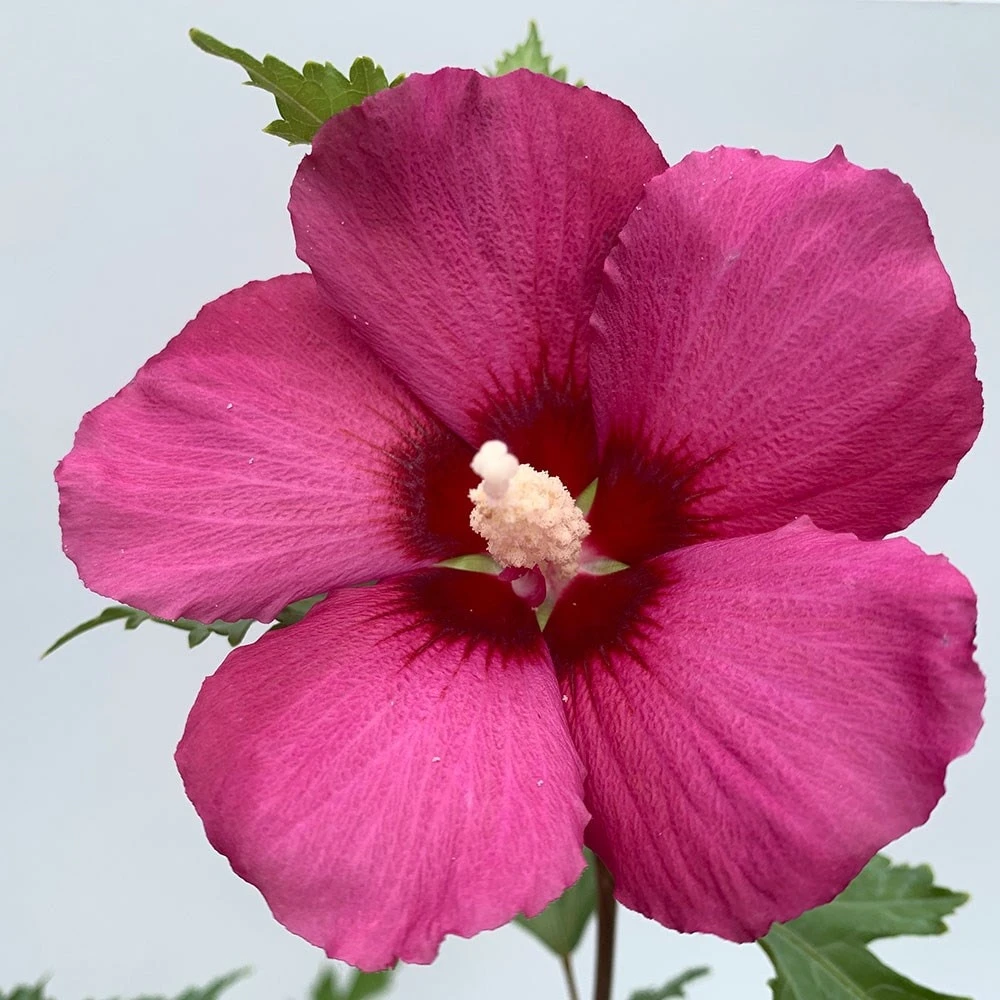 Hibiscus Syriacus Flower Tower Ruby ('Gandini Van Aart Ruby') (PBR) 4 Hibiscus Syriacus Flower Tower Ruby ('Gandini Van Aart Ruby') (PBR) - Image 2