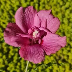 Hibiscus Syriacus Flower Tower Ruby ('Gandini Van Aart Ruby') (PBR) 7 Hibiscus Syriacus Flower Tower Ruby ('Gandini Van Aart Ruby') (PBR) -Garden Supplies Sales 2024 pl2000046881 card3 lg