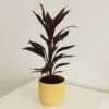 Cordyline 'Tango' -Garden Supplies Sales 2024 pl2000046906