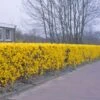 Forsythia 'Lynwood Variety' - Flowering Hedging 1 Forsythia 'Lynwood Variety' - Flowering Hedging -Garden Supplies Sales 2024 pl2000047119