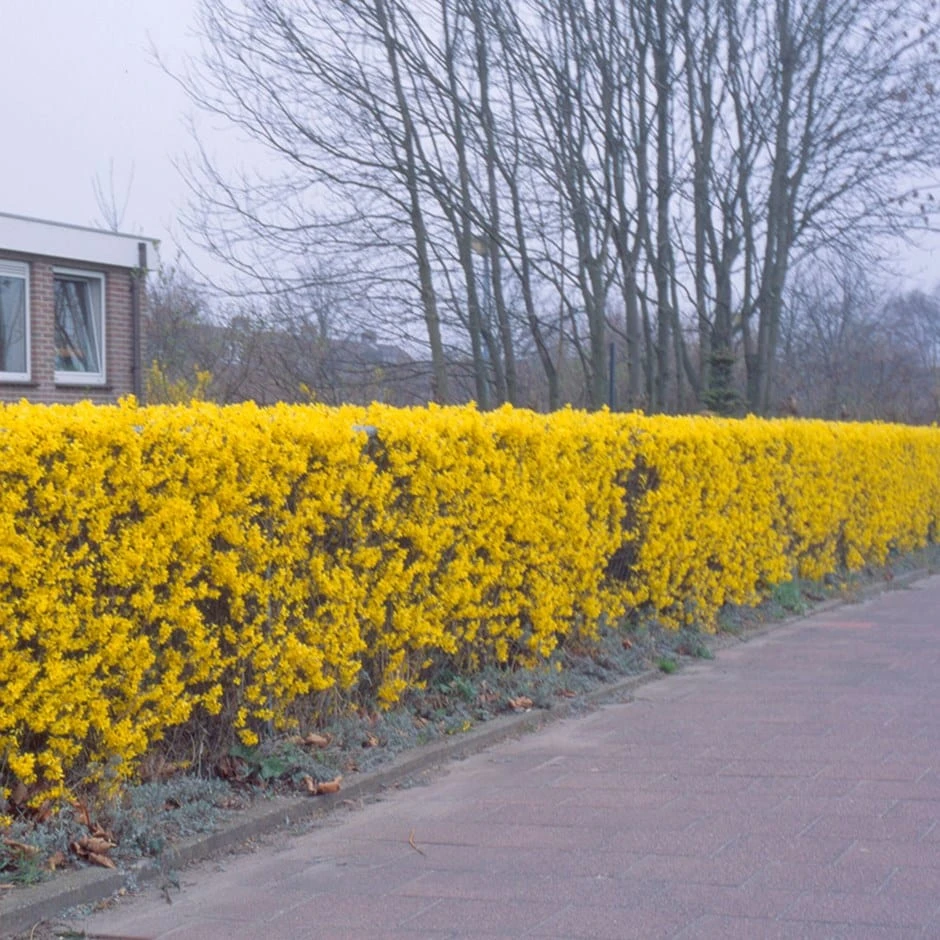 Forsythia 'Lynwood Variety' - Flowering Hedging 3 Forsythia 'Lynwood Variety' - Flowering Hedging