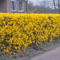 Forsythia 'Lynwood Variety' - Flowering Hedging 7 Forsythia 'Lynwood Variety' - Flowering Hedging -Garden Supplies Sales 2024 pl2000047119 card3 lg