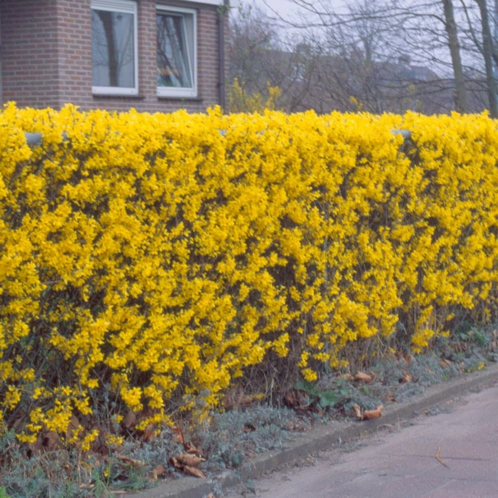 Forsythia 'Lynwood Variety' - Flowering Hedging 5 Forsythia 'Lynwood Variety' - Flowering Hedging - Image 3