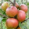 Apple 'Chivers' Delight' -Garden Supplies Sales 2024 pl2000047551