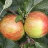 Apple 'Laxton's Fortune' -Garden Supplies Sales 2024 pl2000047560