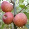 Apple 'Kidd's Orange Red' -Garden Supplies Sales 2024 pl2000047568