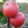 Apple 'Queen Cox'
