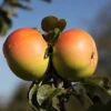Apple 'Arthur Turner' 1 Apple 'Arthur Turner' -Garden Supplies Sales 2024 pl2000047588
