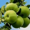Apple 'Grenadier' -Garden Supplies Sales 2024 pl2000047592