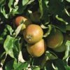 Apple 'Isaac Newton' 1 Apple 'Isaac Newton' -Garden Supplies Sales 2024 pl2000047594