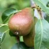 Pear 'Louise Bonne Of Jersey' 2 Pear 'Louise Bonne Of Jersey' -Garden Supplies Sales 2024 pl2000047605