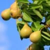 Pear 'Merton Pride' -Garden Supplies Sales 2024 pl2000047606