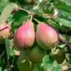 Pear 'Red Williams' -Garden Supplies Sales 2024 pl2000047610