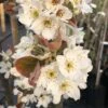 Asian Pear 'Nijisseiki' -Garden Supplies Sales 2024 pl2000047614