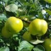 Quince 'Leskovac' -Garden Supplies Sales 2024 pl2000047616