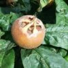 Medlar 'Westerveld' 2 Medlar 'Westerveld' -Garden Supplies Sales 2024 pl2000047623