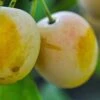 Plum 'Imperial Gage' -Garden Supplies Sales 2024 pl2000047625