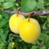 Plum 'Golden Sphere' -Garden Supplies Sales 2024 pl2000047627