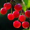 Cherry 'Nabella' -Garden Supplies Sales 2024 pl2000047653