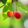 Cherry 'Bigarreau Napoléon' -Garden Supplies Sales 2024 pl2000047654