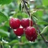 Cherry 'Karina' -Garden Supplies Sales 2024 pl2000047659
