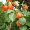 Apricot 'Alfred' -Garden Supplies Sales 2024 pl2000047671