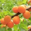 Apricot 'Early Moorpark' -Garden Supplies Sales 2024 pl2000047672