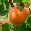 Apricot Flavorcot ('Bayoto') (PBR) -Garden Supplies Sales 2024 pl2000047673