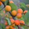 Apricot 'Golden Glow' -Garden Supplies Sales 2024 pl2000047674