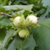 Cobnut 'Pearson's Prolific' 2 Cobnut 'Pearson's Prolific' -Garden Supplies Sales 2024 pl2000047694