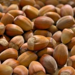 Cobnut 'Pearson's Prolific' 5 Cobnut 'Pearson's Prolific' -Garden Supplies Sales 2024 pl2000047694 card2 lg