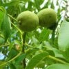 Walnut 'Europa' -Garden Supplies Sales 2024 pl2000047700