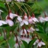Styrax Japonicus (Benibana Group) 'Pink Chimes' 2 Styrax Japonicus (Benibana Group) 'Pink Chimes' -Garden Supplies Sales 2024 pl2000047841