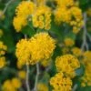 Azara Serrata -Garden Supplies Sales 2024 pl2000047846