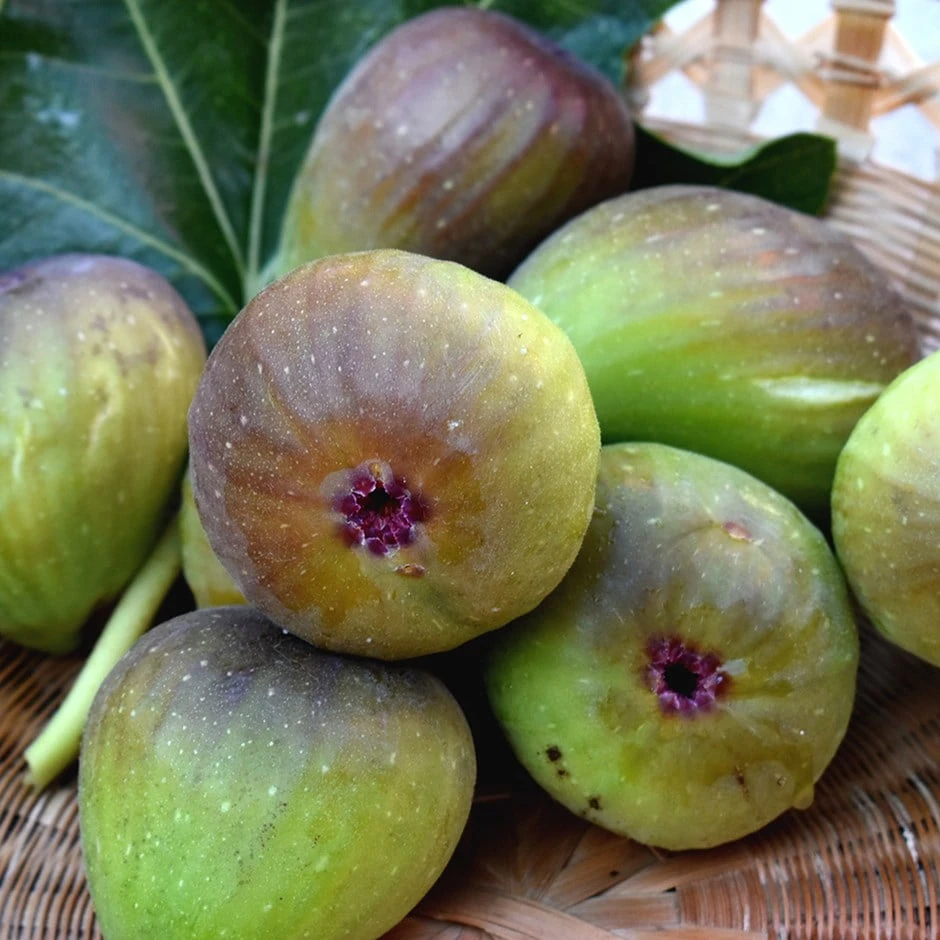 Fig 'Bornholm' 3 Fig 'Bornholm'
