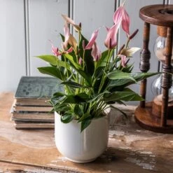 Flamingo Flower Collection -Garden Supplies Sales 2024 pl2000047861 card3 lg