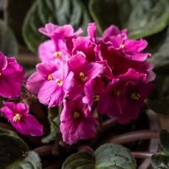 African Violet Collection -Garden Supplies Sales 2024 pl2000047862 card3 lg